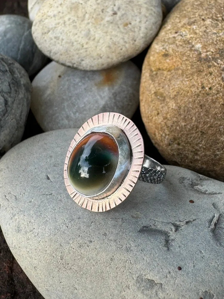 Cats Eye Snail shell