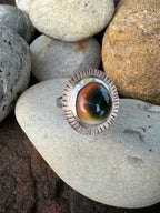 Cats Eye Snail shell